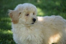 Maltipoo (reu) 29198