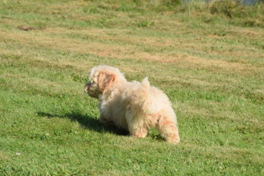 Maltipoo (reu) 29198