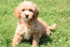 Maltipoo (teef) 29185