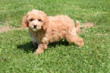 Maltipoo (teef) 29185