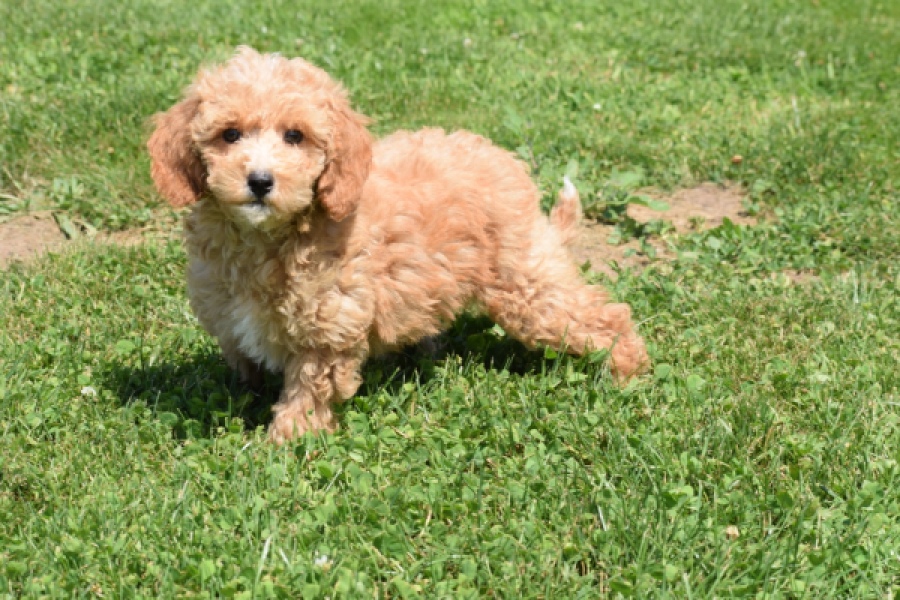 Maltipoo (teef) 29185