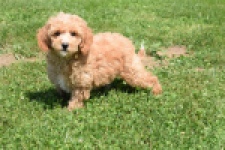 Maltipoo (teef) 29185