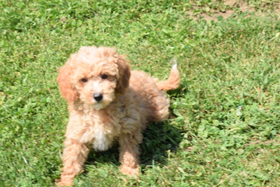 Maltipoo (teef) 29185