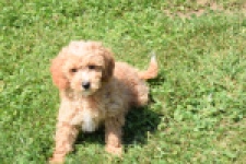 Maltipoo (teef) 29185