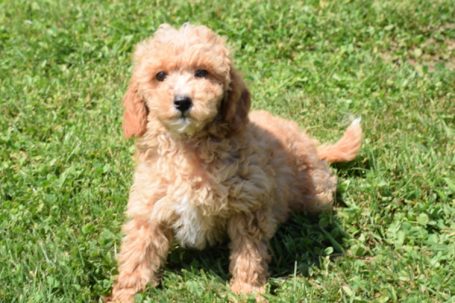 Maltipoo (teef) 29185
