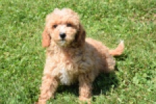 Maltipoo (teef) 29185