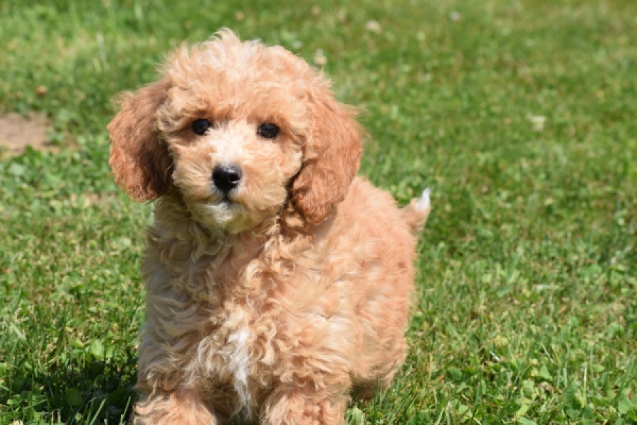 Maltipoo (teef) 29185