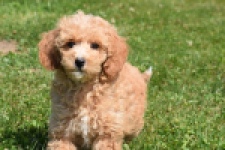 Maltipoo (teef) 29185