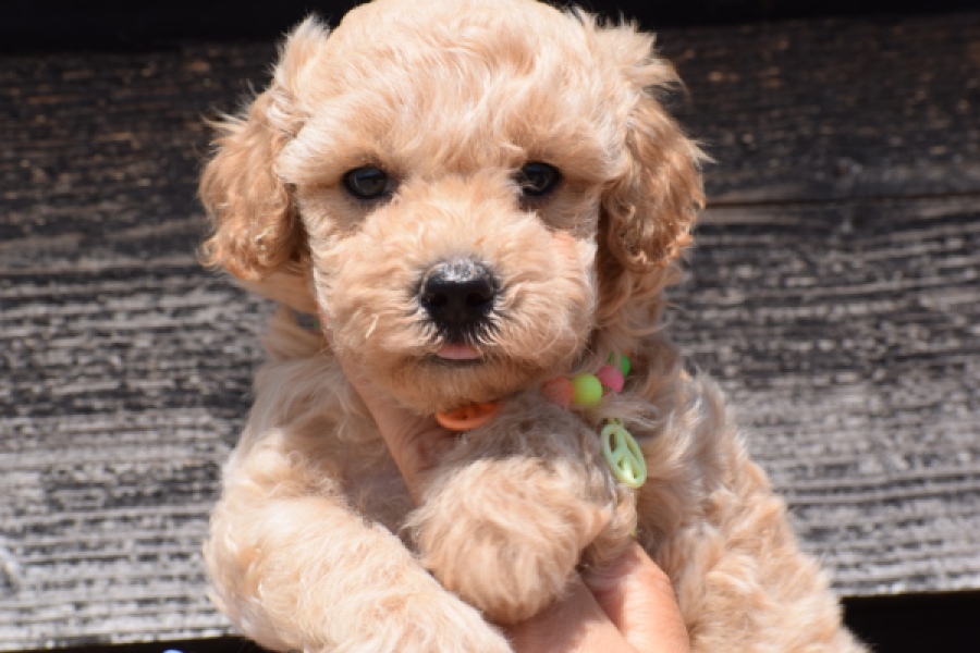 Maltipoo (reu) 81105