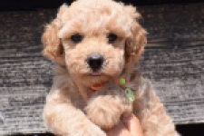 Maltipoo (reu) 81105
