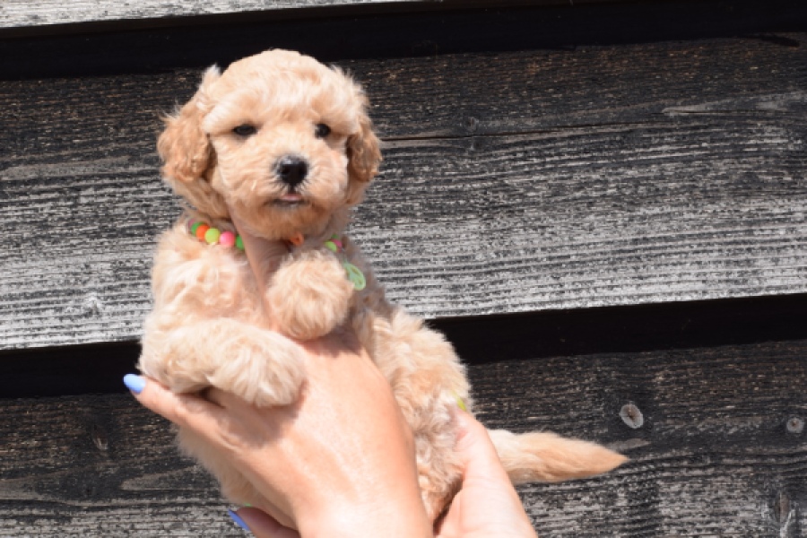 Maltipoo (reu) 81105