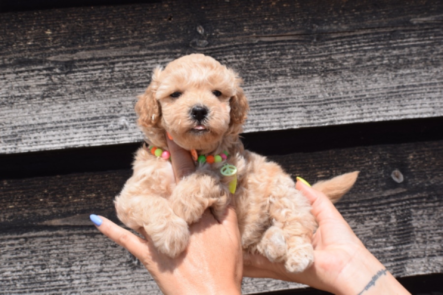 Maltipoo (reu) 81105