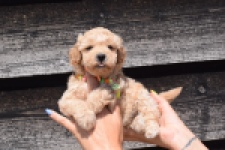 Maltipoo (reu) 81105