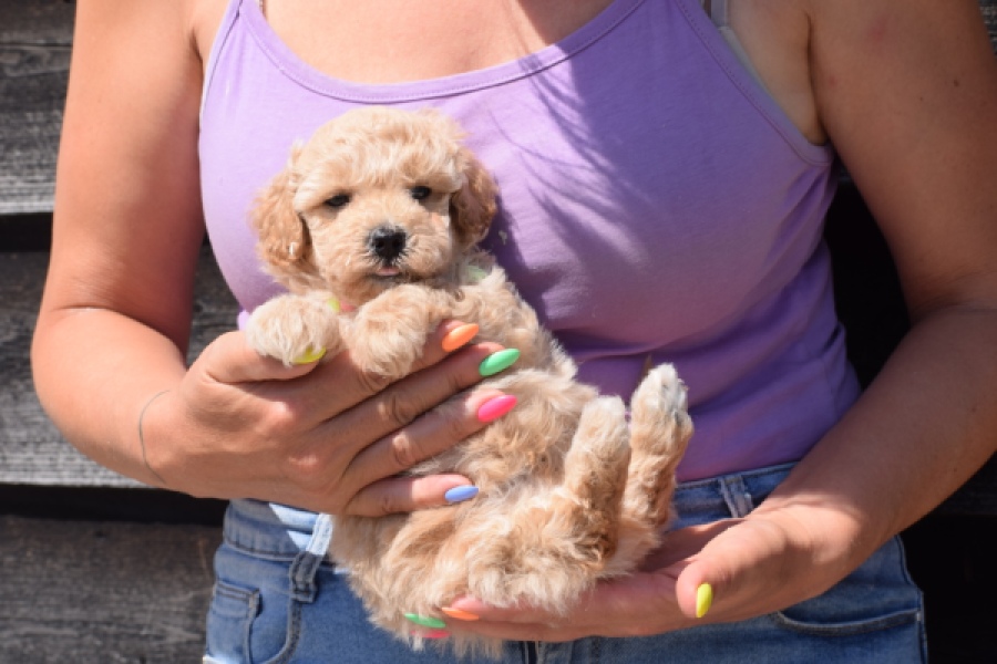 Maltipoo (reu) 81105
