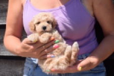 Maltipoo (reu) 81105