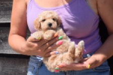 Maltipoo (reu) 81105