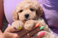 Maltipoo (reu) 81105