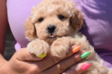 Maltipoo (reu) 81105