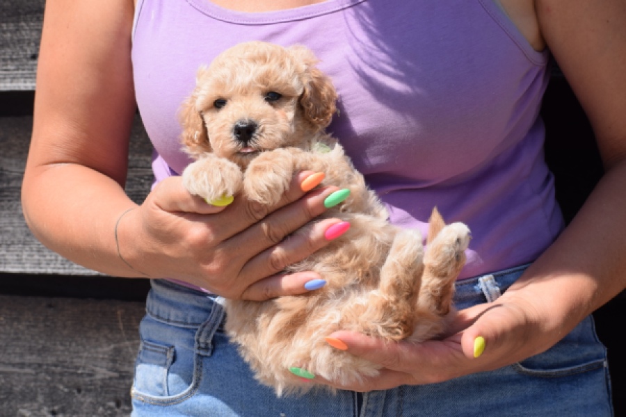 Maltipoo (reu) 81105