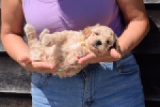 Maltipoo (reu) 81105