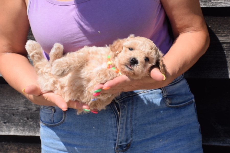 Maltipoo (reu) 81105