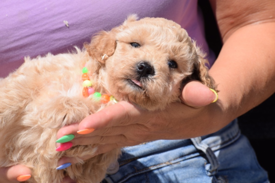 Maltipoo (reu) 81105