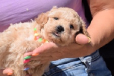 Maltipoo (reu) 81105