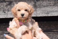 Maltipoo (teef) 91061