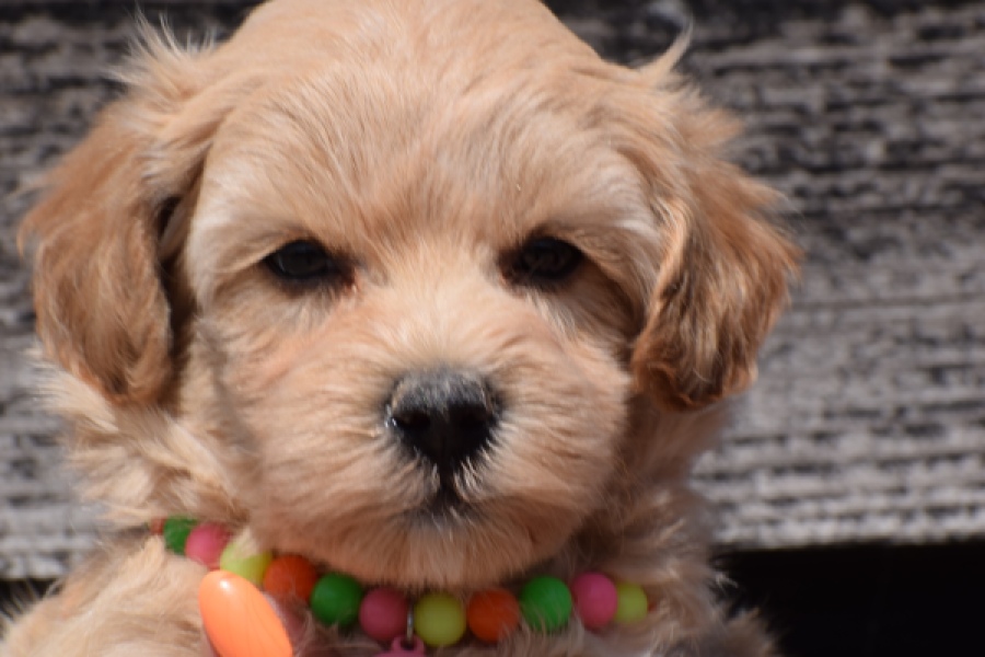 Maltipoo (teef) 91061
