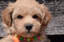 Maltipoo (teef) 91061