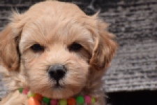 Maltipoo (teef) 91061