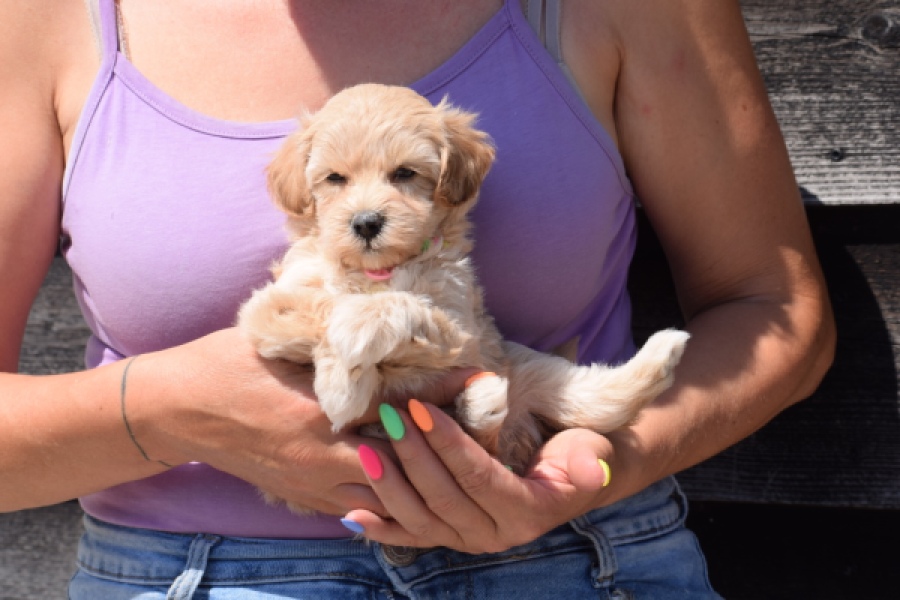 Maltipoo (teef) 91061