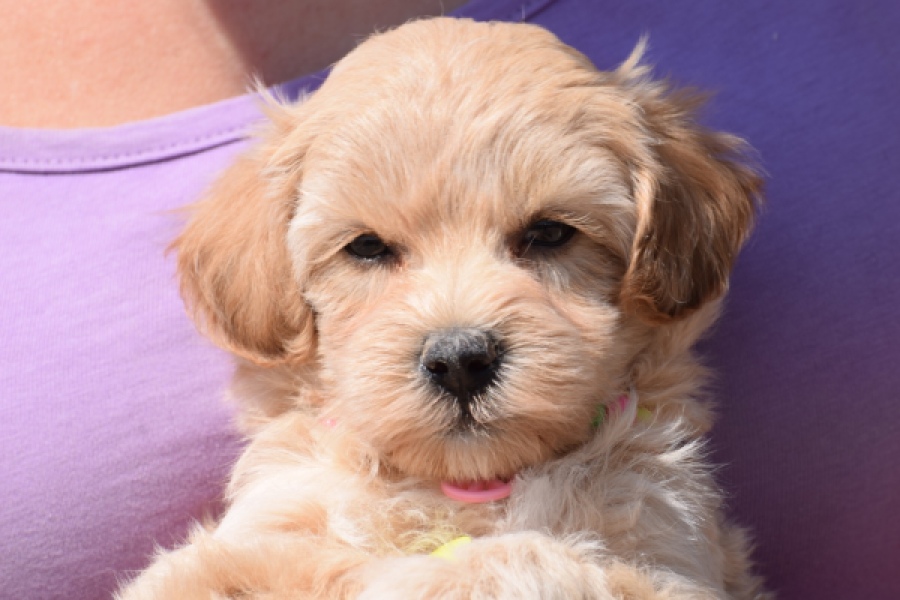 Maltipoo (teef) 91061