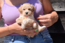 Maltipoo (teef) 91061