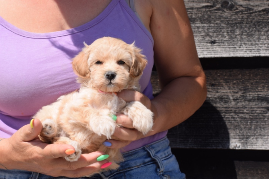 Maltipoo (teef) 91061