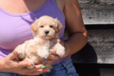 Maltipoo (teef) 91061