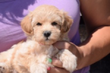 Maltipoo (teef) 91061