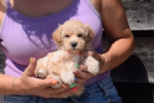 Maltipoo (teef) 91061