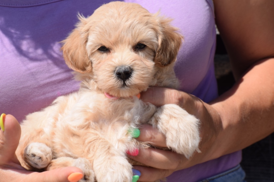 Maltipoo (teef) 91061