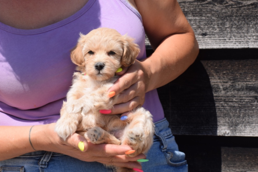 Maltipoo (teef) 91061