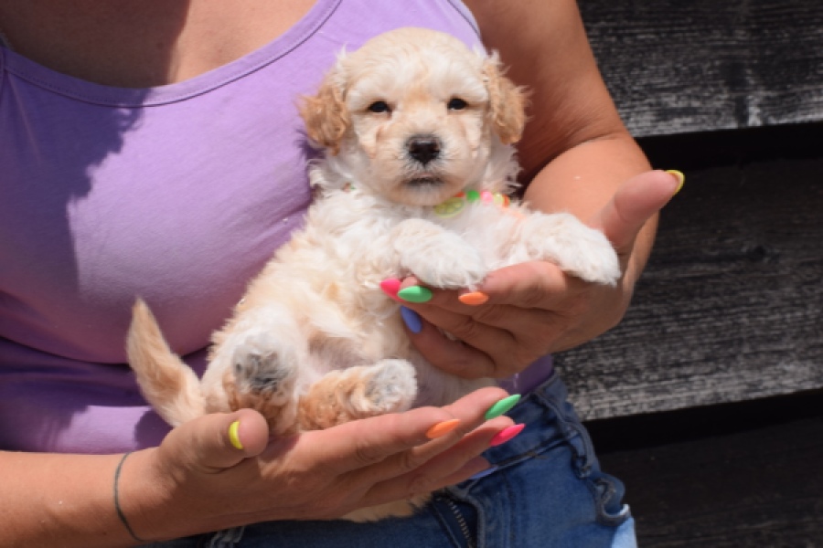 Maltipoo (reu) 91681