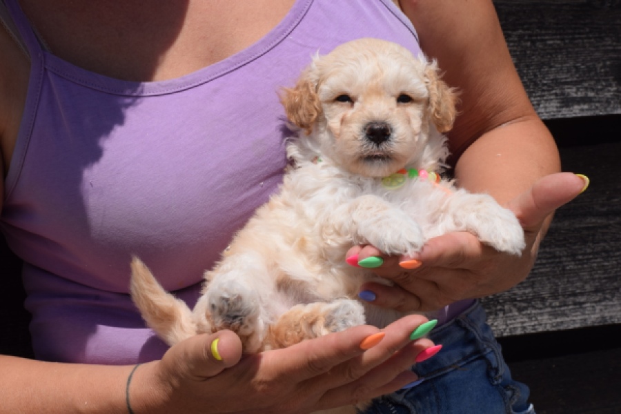 Maltipoo (reu) 91681
