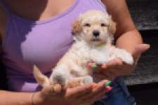 Maltipoo (reu) 91681