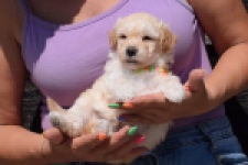 Maltipoo (reu) 91681