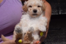 Maltipoo (reu) 91681