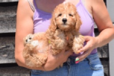 Cavapoo (teef) 51502