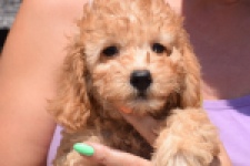 Cavapoo (teef) 51502