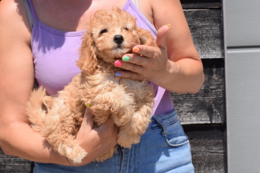 Cavapoo (teef) 51502