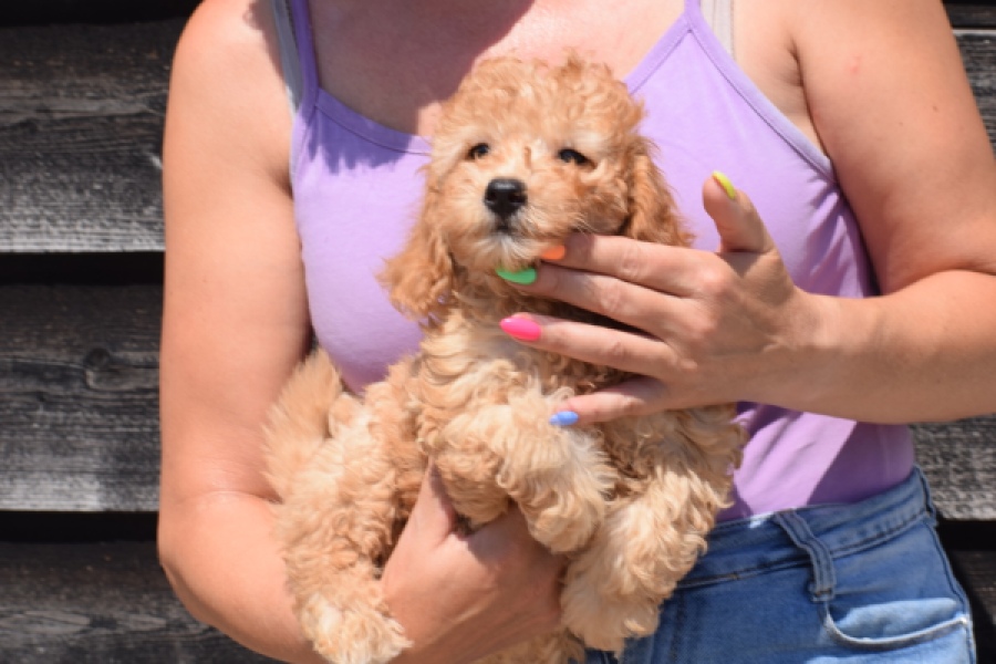 Cavapoo (teef) 51502
