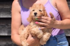 Cavapoo (teef) 51502